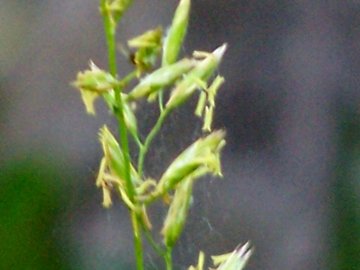 specie di una gramigna - cfr. Paspalum distichum e Poa sp.